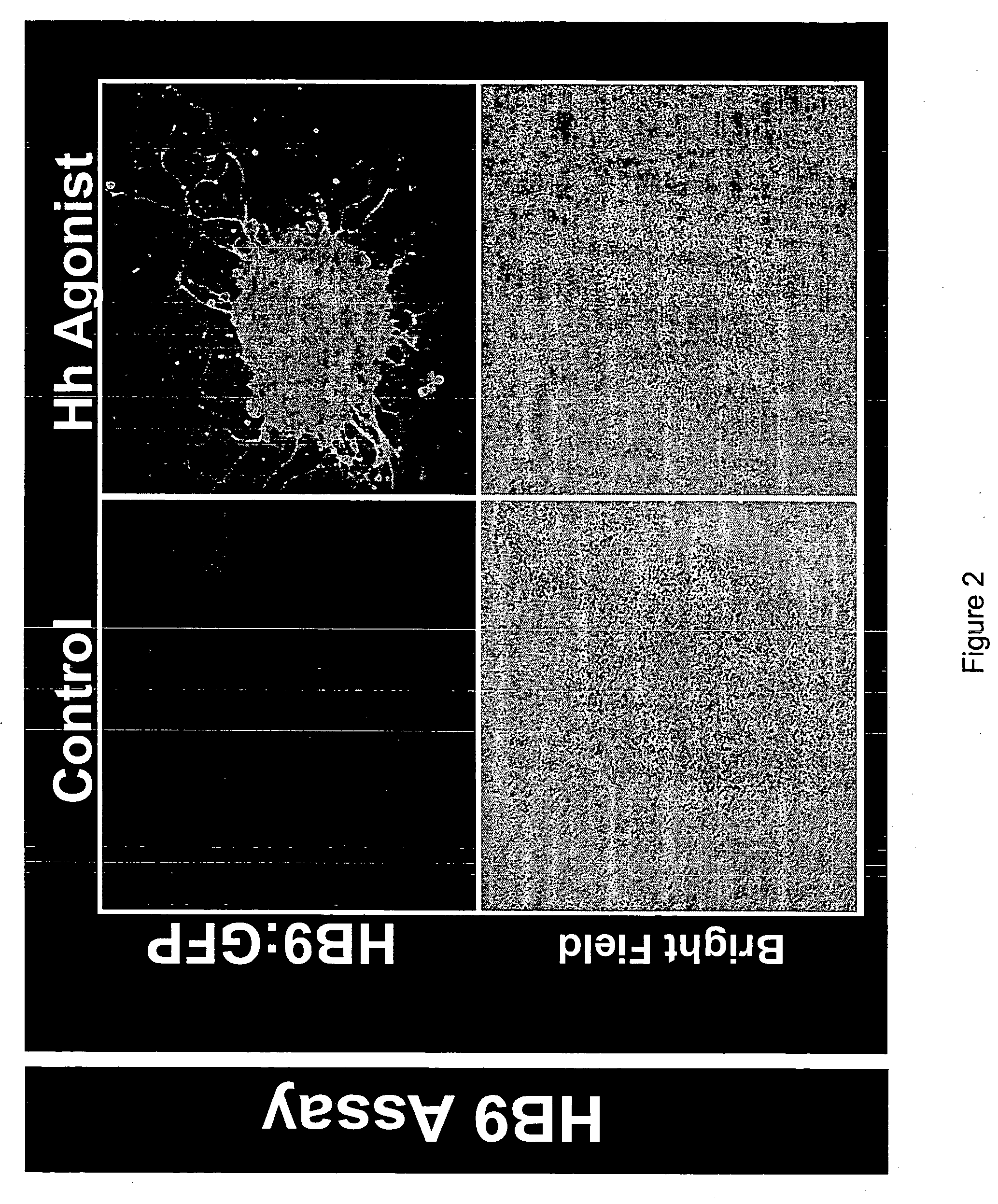Stem cell-based methods for identifying and characterizing agents
