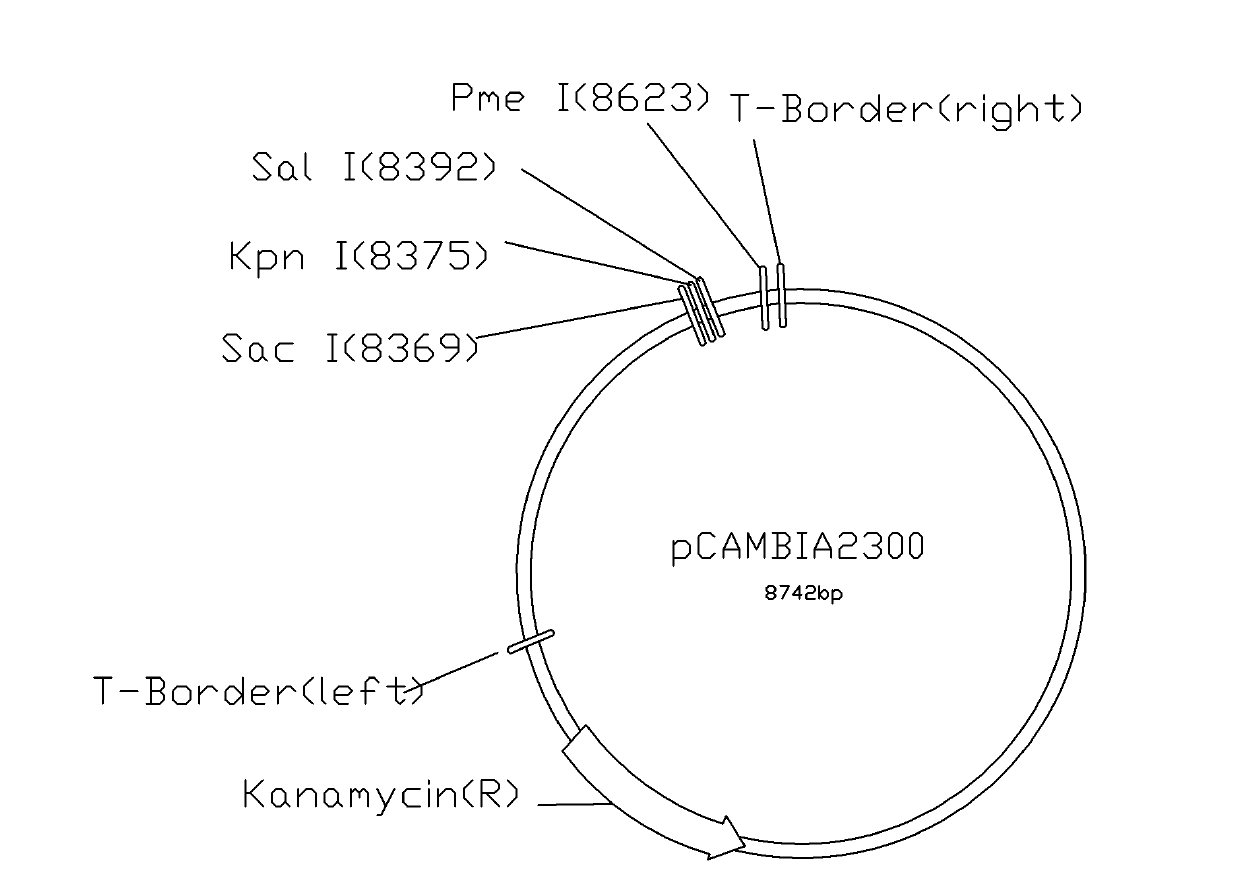 Method for obtaining strain capable of expressing lipase effectively