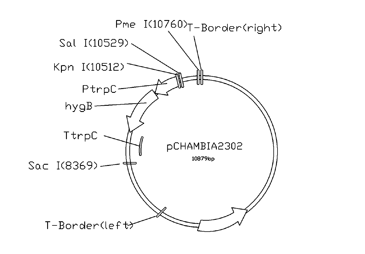 Method for obtaining strain capable of expressing lipase effectively