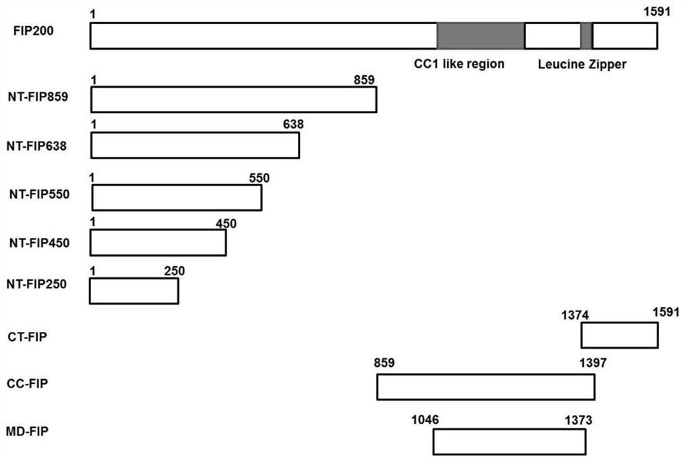 A kind of autophagy inhibitory polypeptide