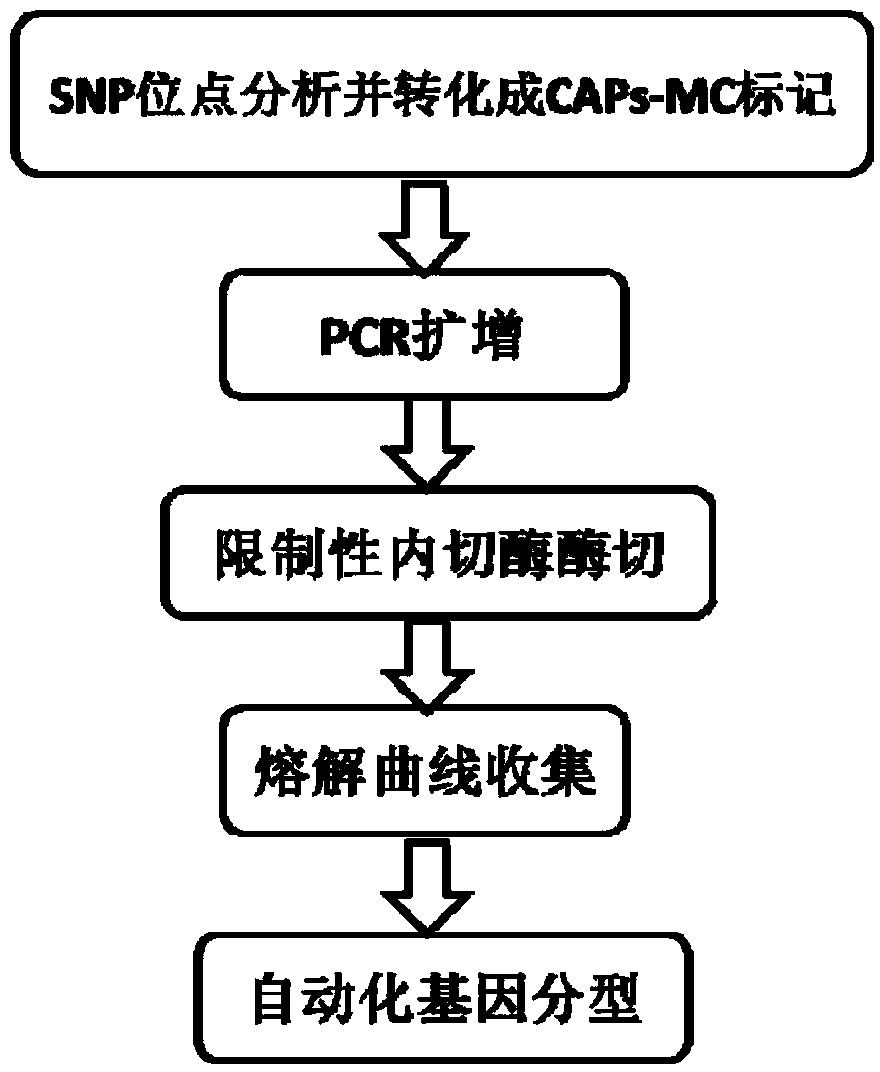 SNP (single nucleotide polymorphism) genotyping method and application thereof