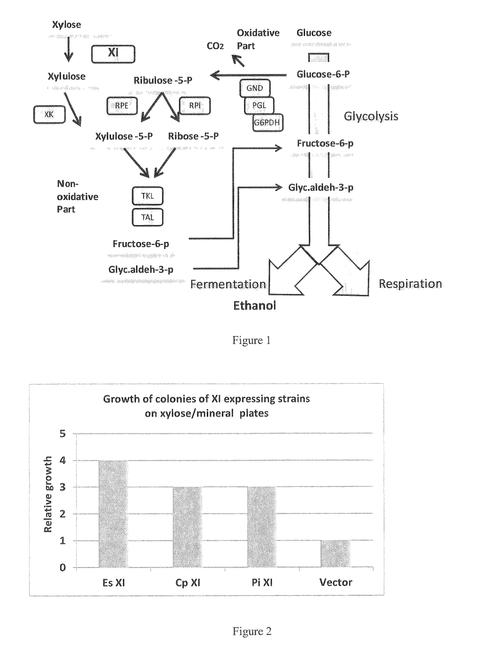 Pentose fermenting microorganisms