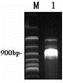 A bidirectional regulation therapeutic vaccine for glioma and its preparation method