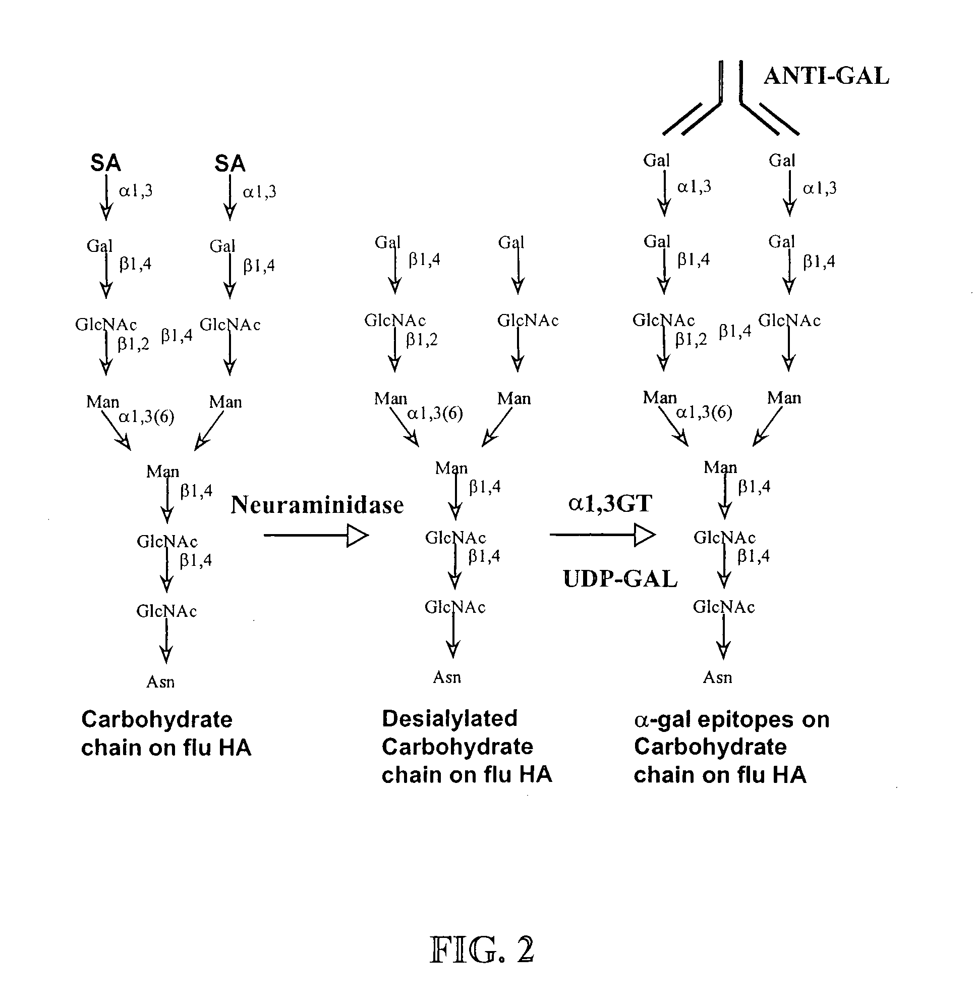 Compositions and methods for increasing immunogenicity of glycoprotein vaccines