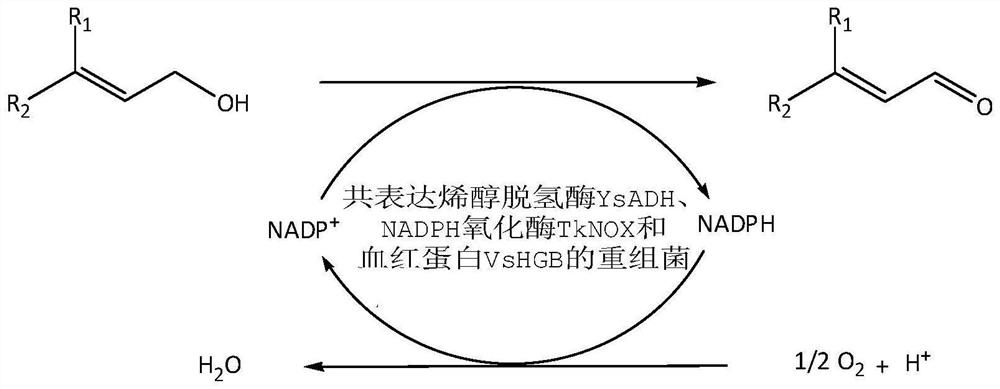 A kind of recombinant cell and its application in synthesizing α, β-unsaturated aldehydes