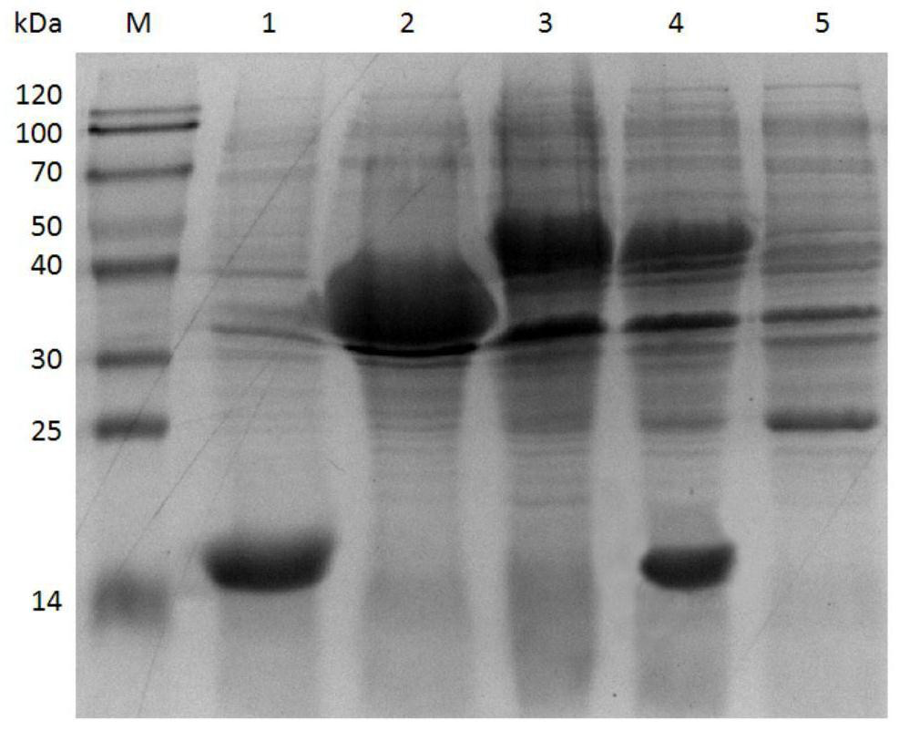 A kind of recombinant cell and its application in synthesizing α, β-unsaturated aldehydes