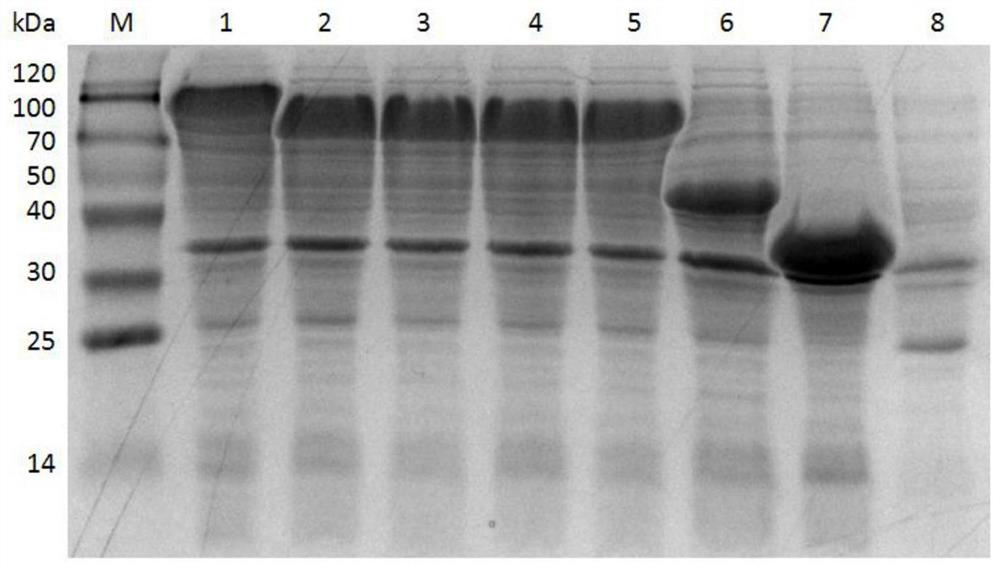 A kind of recombinant cell and its application in synthesizing α, β-unsaturated aldehydes