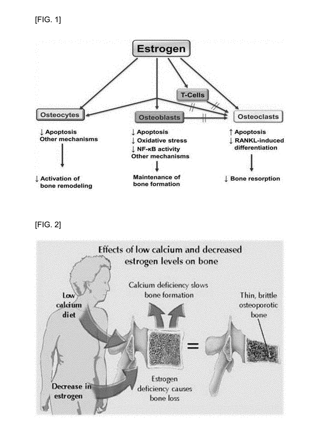 Composition for preventing, improving or treating postmenopausal osteoporosis comprising scopolin