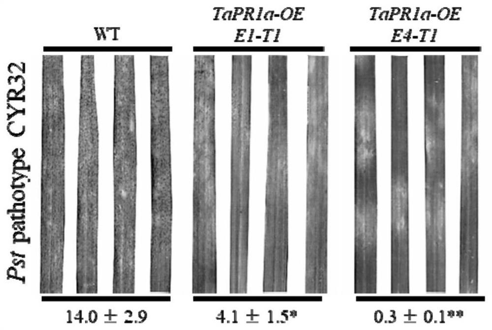 Wheat disease course related protein TaPR1a gene and application thereof in wheat stripe rust and leaf rust resistance