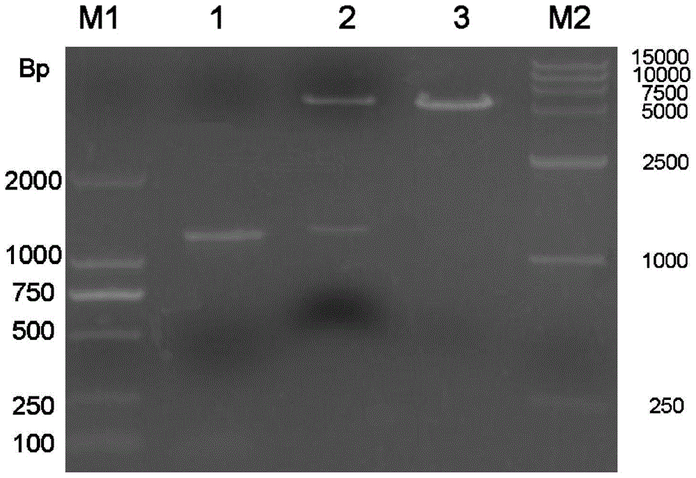 An ELISA kit for detecting liver fluke IgG4 antibody and its preparation method