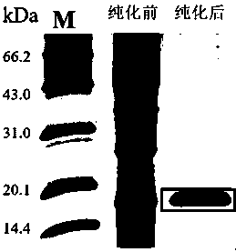 American-type PRRSV N protein antigenic epitope and applications thereof