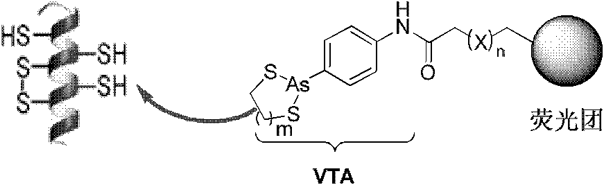 A compound and method for in situ detection of adjacent sulfhydryl proteins in organisms