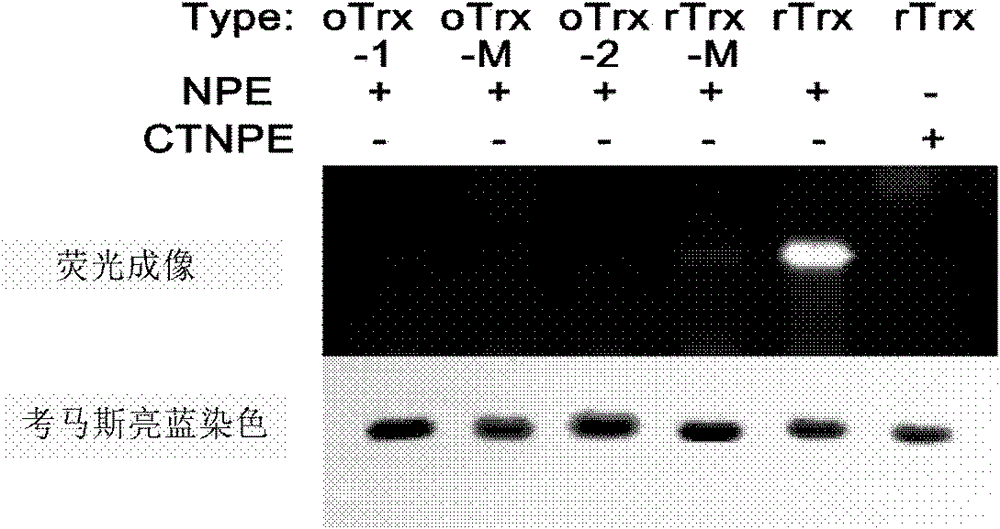 A compound and method for in situ detection of adjacent sulfhydryl proteins in organisms