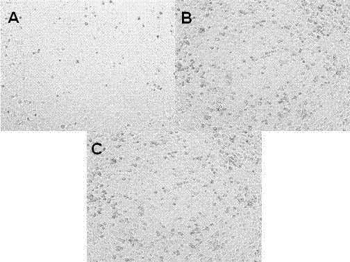 Method for detecting surface enhanced Raman scattering of cancer cells based on self-assembled material