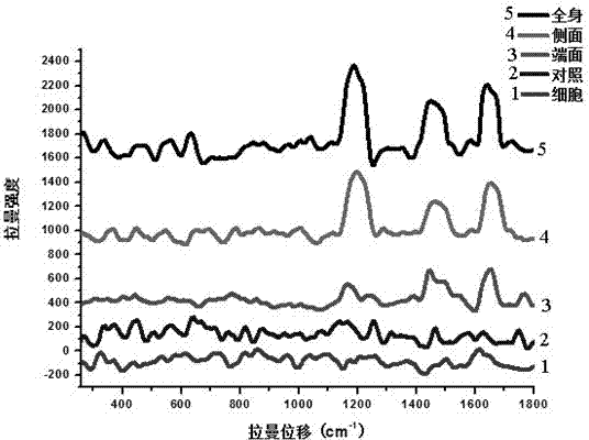 Method for detecting surface enhanced Raman scattering of cancer cells based on self-assembled material