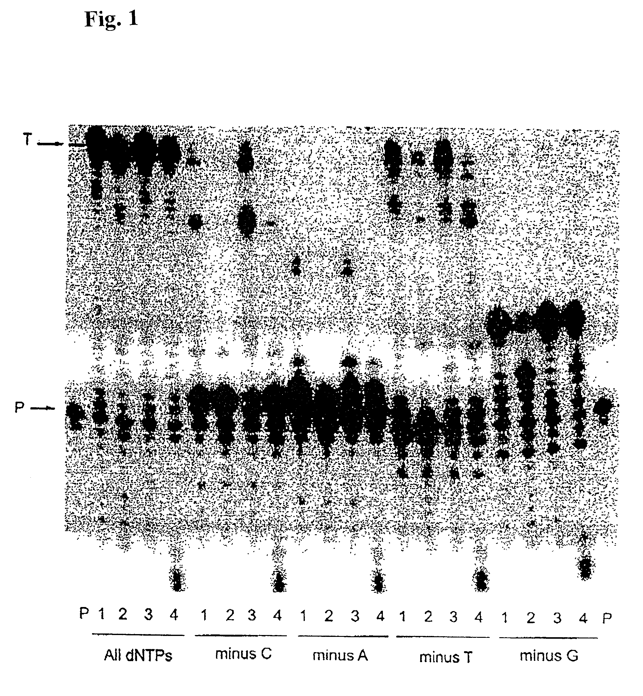 High fidelity reverse transcriptases and uses thereof