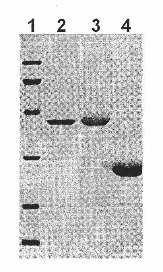 Rice secretary type thioredoxin gene and application thereof