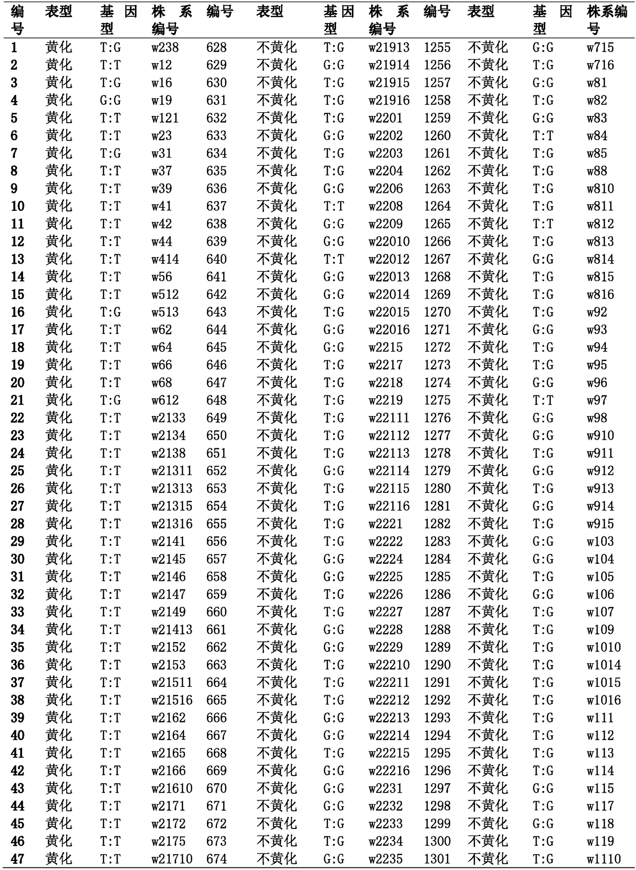 SNP molecular marker for identifying and controlling formation of low-temperature yellowing property of Chinese cabbage leaves and application thereof