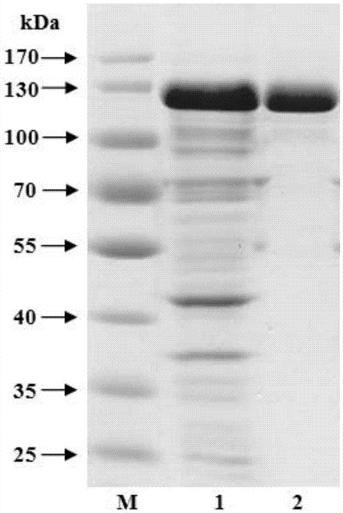 Bacterium beta-galactosidase as well as encoding gene and application thereof