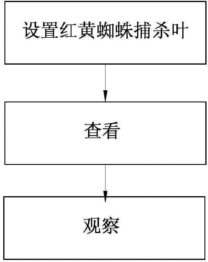 Red and yellow spider catching and killing method