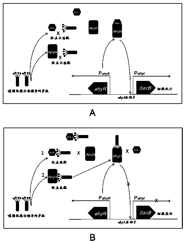 Method for rapidly screening bacterial quorum sensing inhibitor (QSI) by utilizing suicide gene