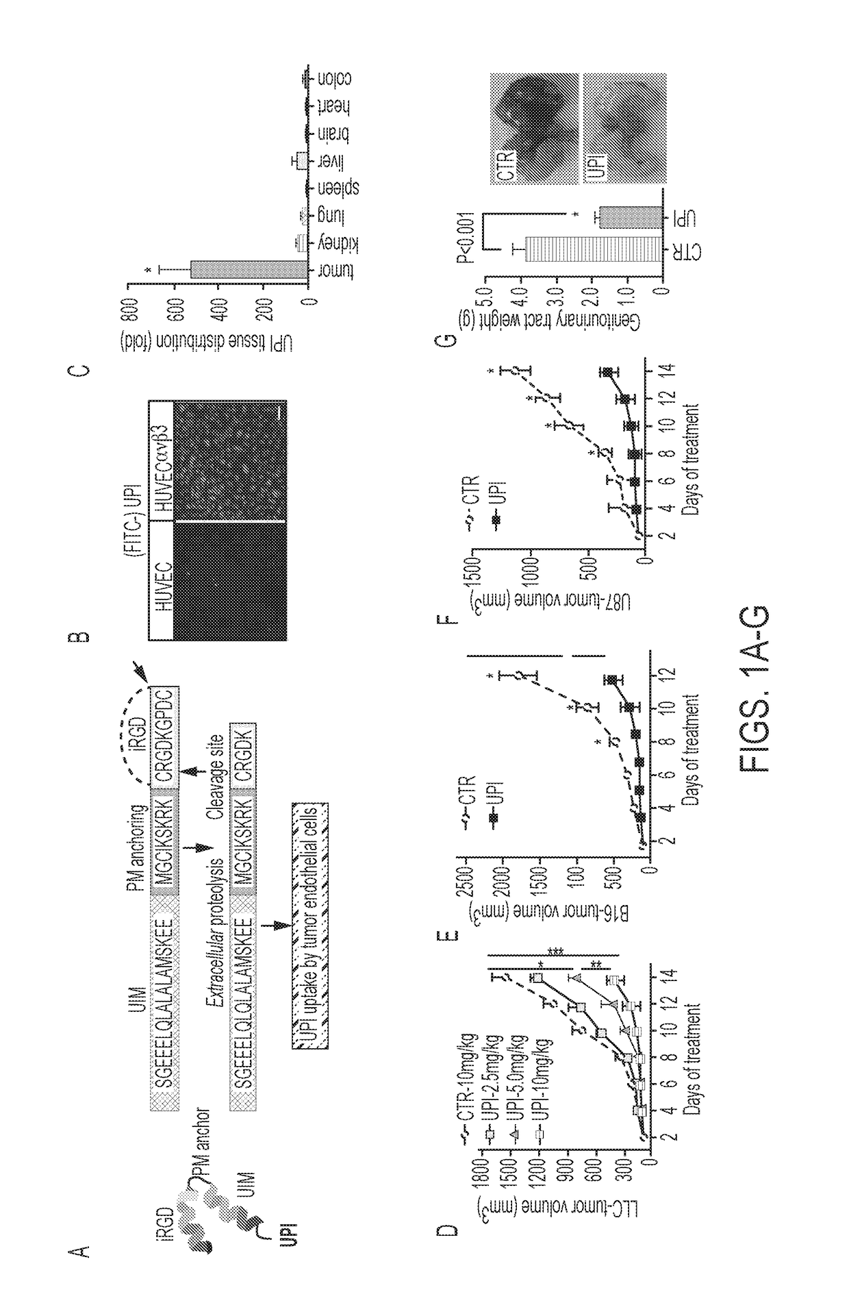 Ubiquitin interacting motif peptides as therapeutics