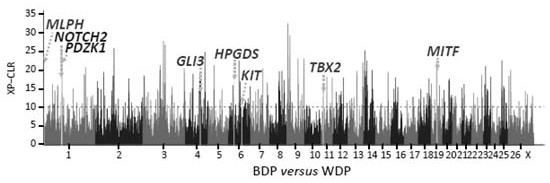 Gene Chip, Molecular Probe Combination, Kit and Application for Analyzing Sheep Wool Color