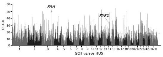 Gene Chip, Molecular Probe Combination, Kit and Application for Analyzing Sheep Wool Color