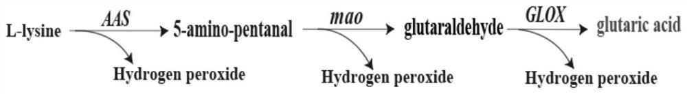 Recombinant escherichia coli capable of efficiently producing glutaric acid as well as construction method and application of recombinant escherichia coli