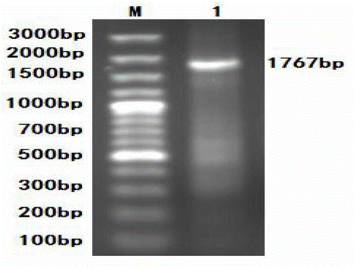 Preparation method of PCV2 (Porcine Circovirus2)-D