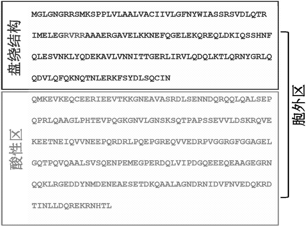 A kind of ultrasensitive superparamagnetic nano immune microsphere and its method for detecting gp73 antigen