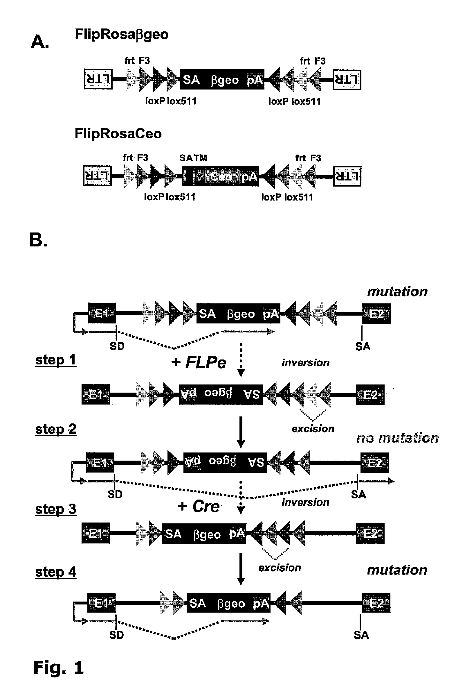 Gene trap cassettes for random and targeted conditional gene inactivation