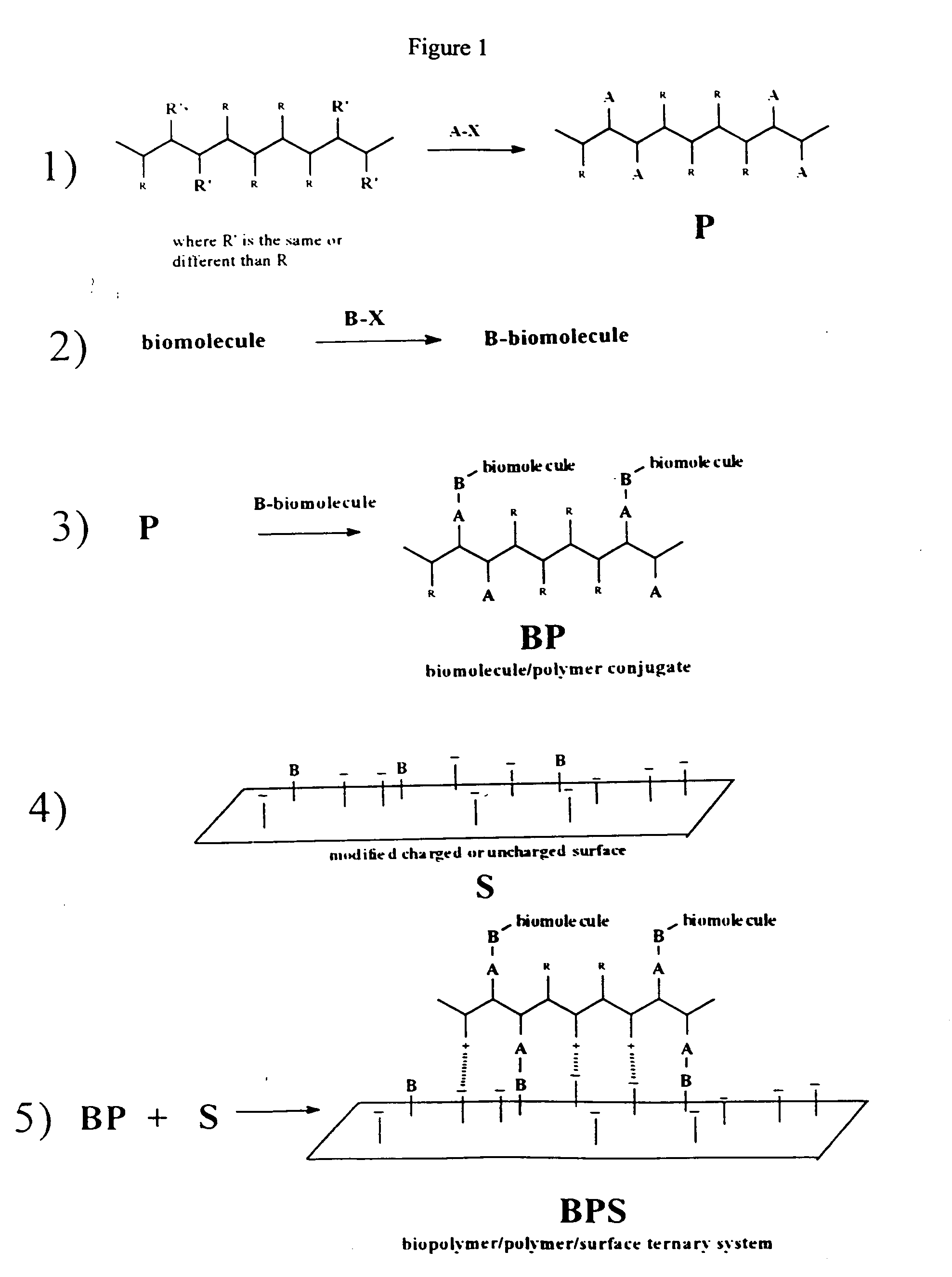 Biomolecule/polymer conjugates