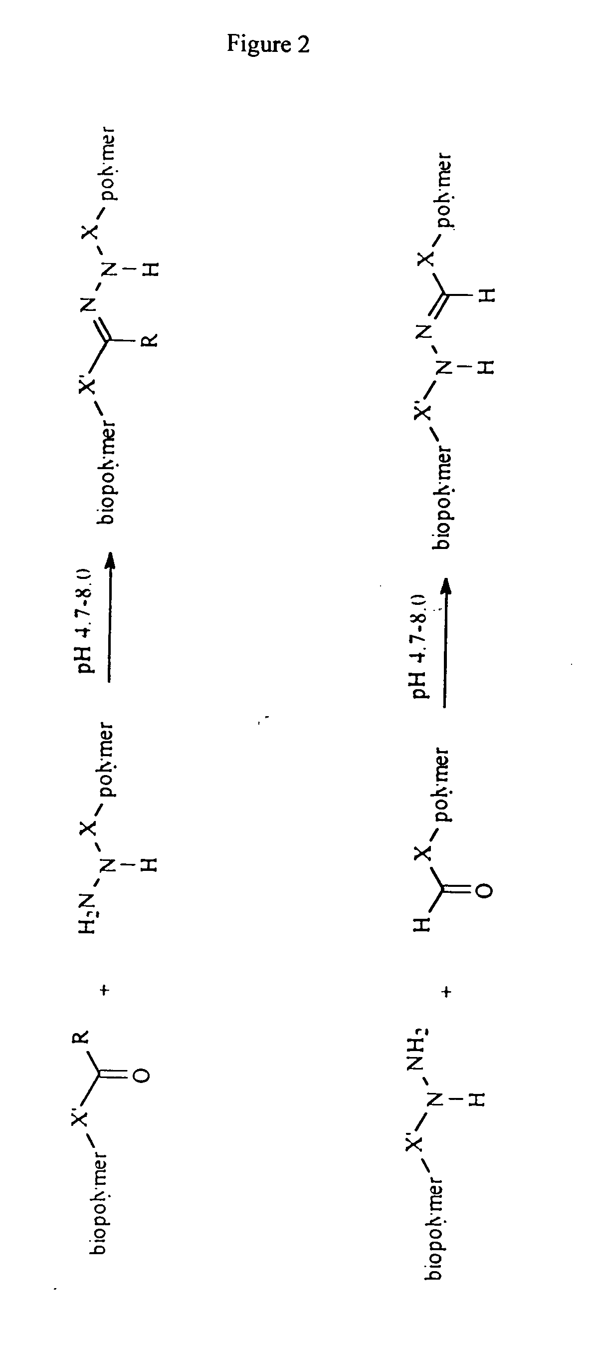 Biomolecule/polymer conjugates