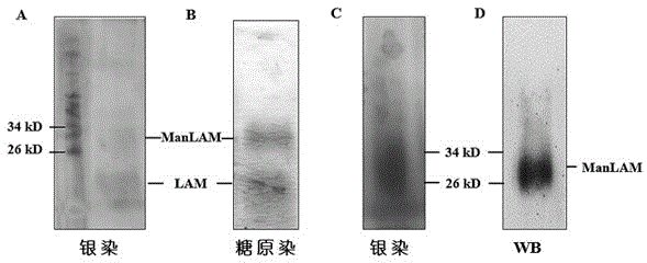 One group of nucleic acid aptamers capable of specifically identifying Beijing genotypes tuberculosis bacterial strain antigen and application of nucleic acid aptamers