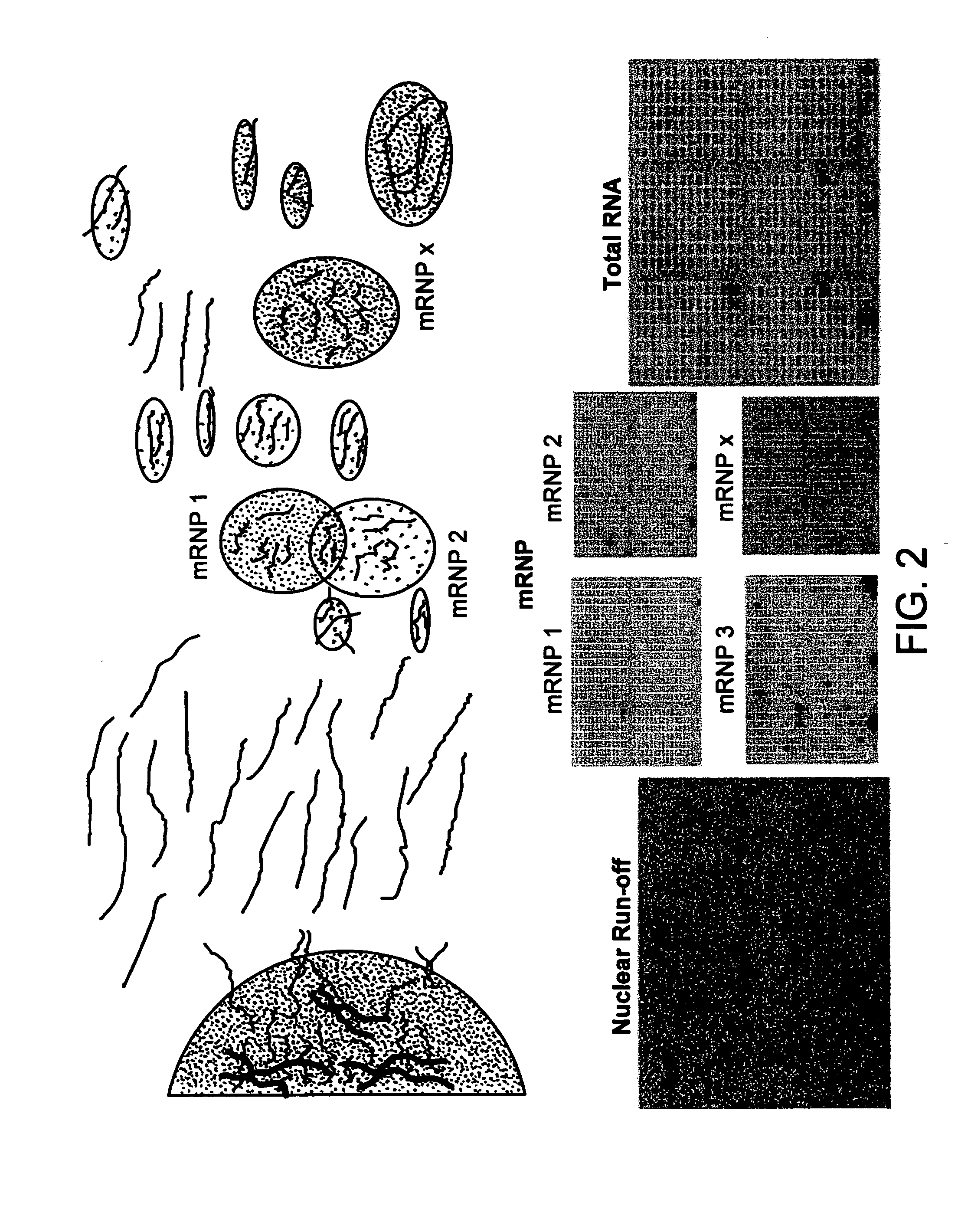 Methods for isolating and characterizing endogenous mRNA-protein (mRNP) complexes