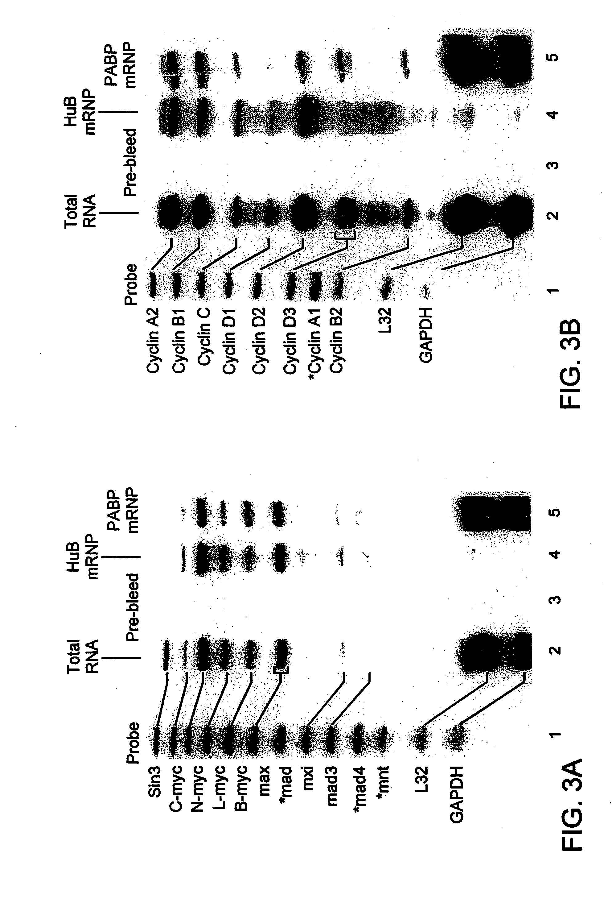 Methods for isolating and characterizing endogenous mRNA-protein (mRNP) complexes