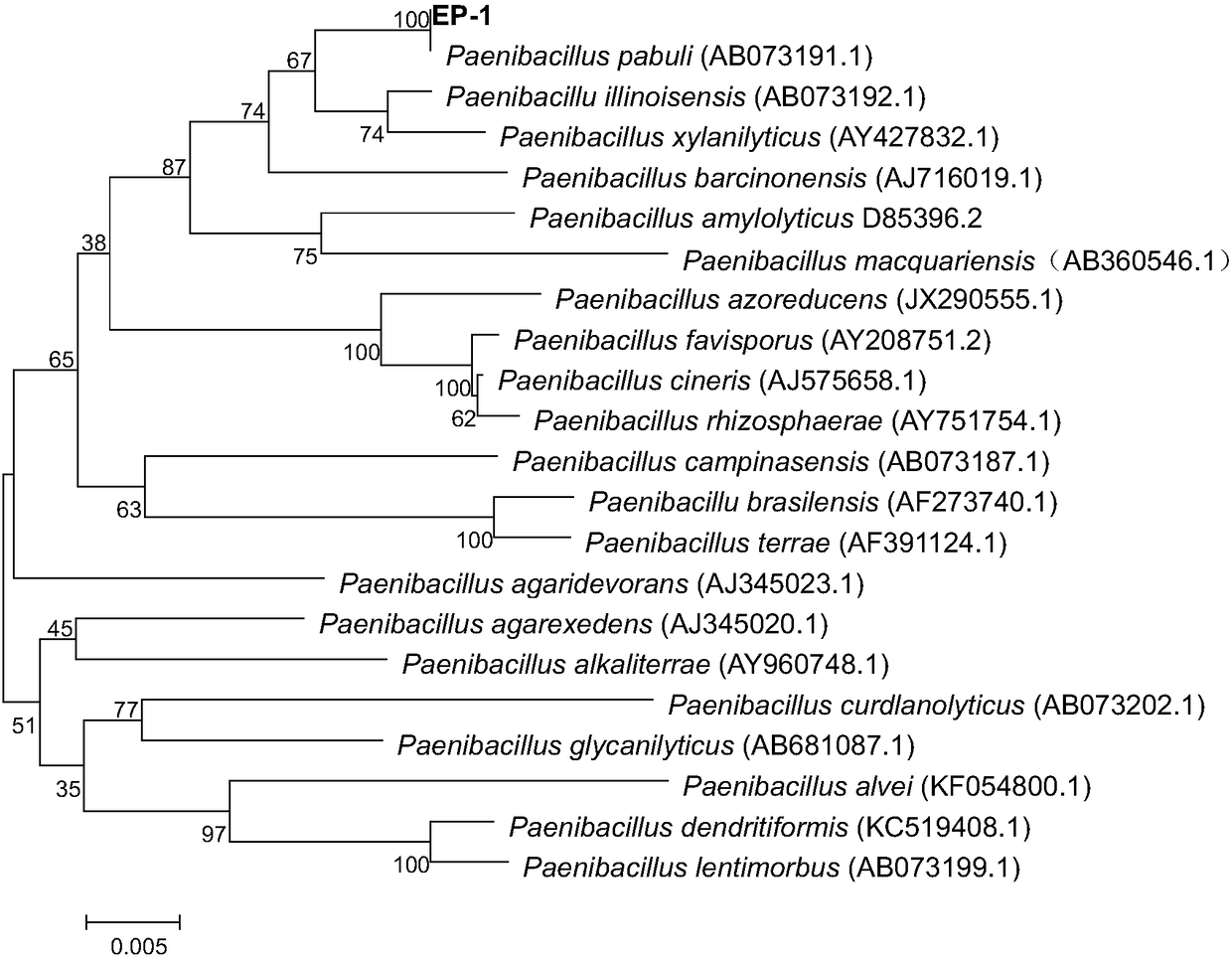 Paenibacillus pabuli, culture medium thereof and application of paenibacillus pabuli in preparation of enteromorpha prolifera polysaccharide degrading enzymes