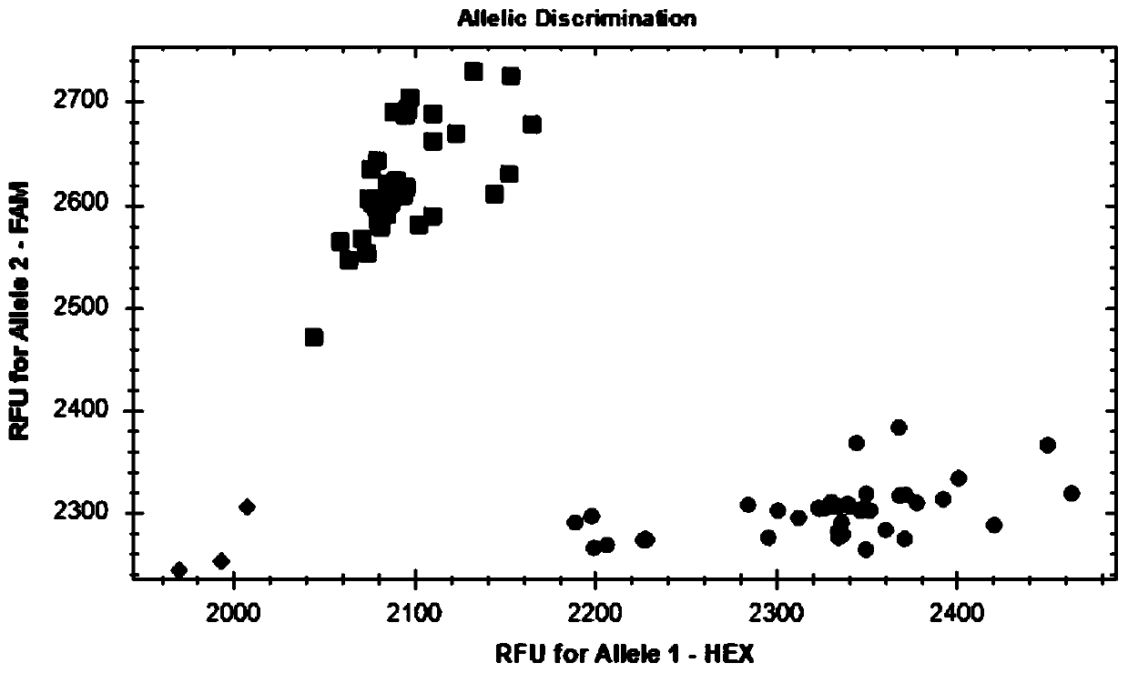 KASP-based rat genetic quality monitoring SNP marker typing method and kit