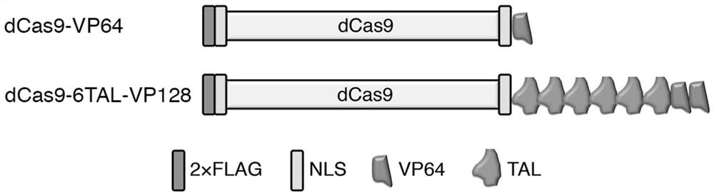 An artificial transcription activator dcas9-tv and its encoding gene and application