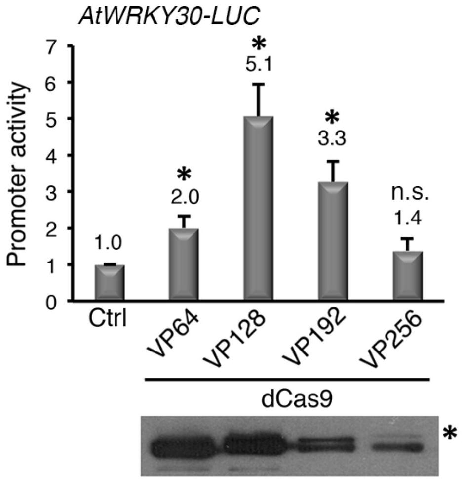 An artificial transcription activator dcas9-tv and its encoding gene and application