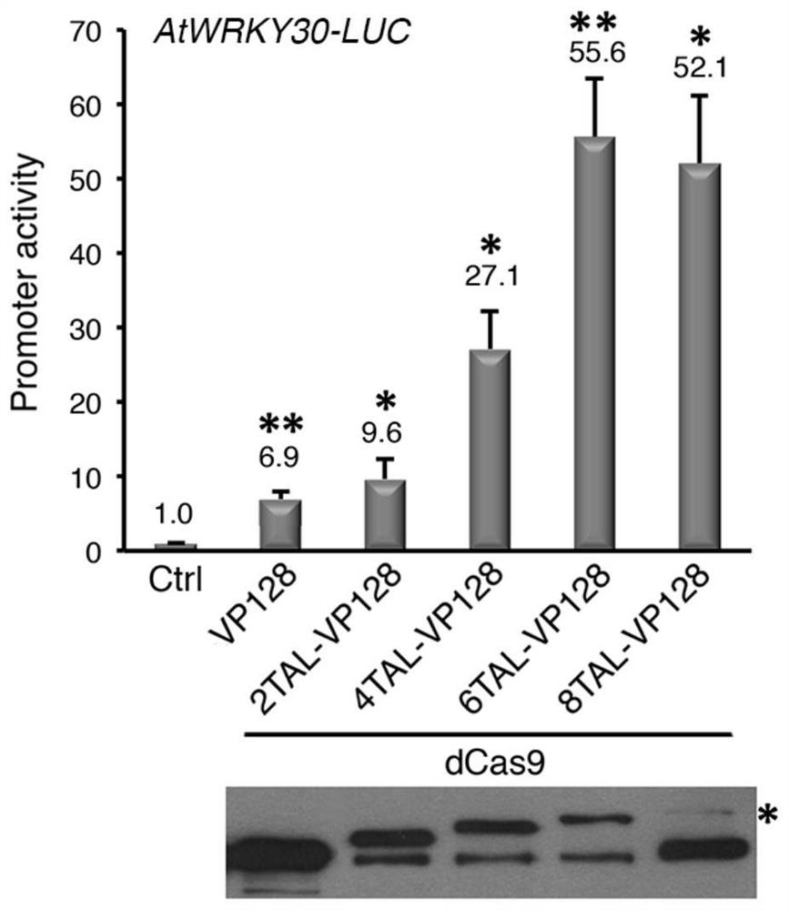 An artificial transcription activator dcas9-tv and its encoding gene and application