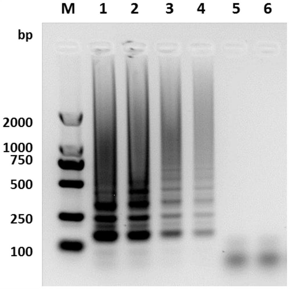 Duck novel micro ribonucleic acid virus loop-mediated isothermal amplification detection primer group and kit