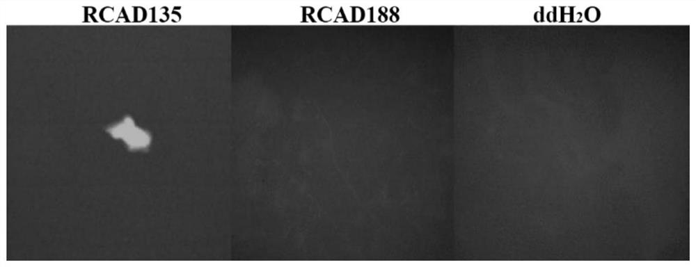 Application and method of imp gene in preparation of kit for detecting Riemerella anatipestifer serotype 1