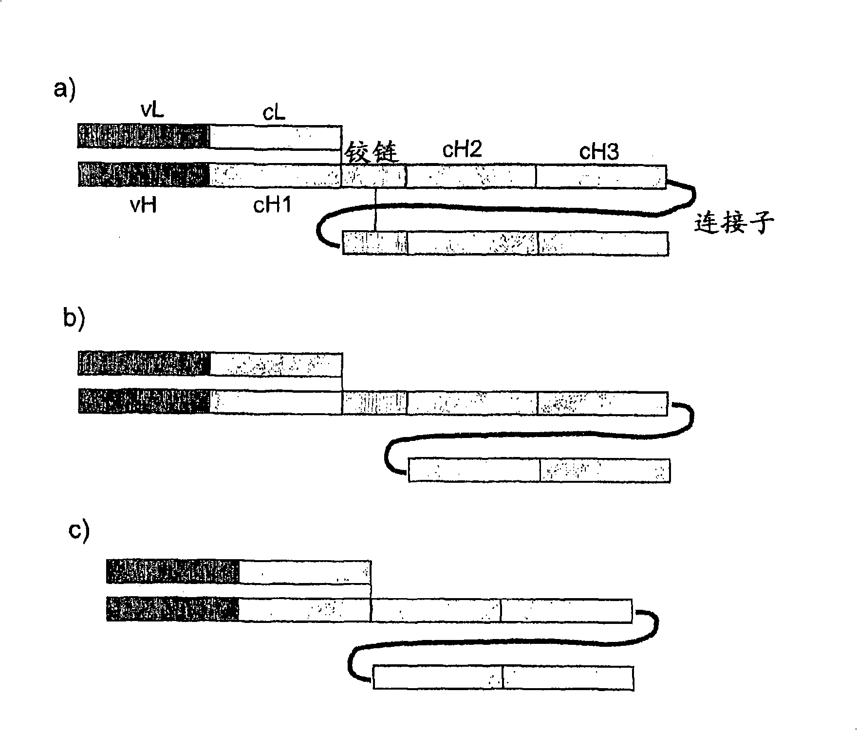 Single chain FC polypeptides