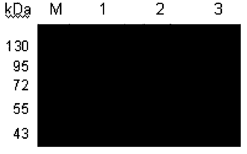 A kind of humanized anti-aeg-1 single chain antibody and its application