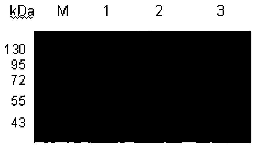 A kind of humanized anti-aeg-1 single chain antibody and its application