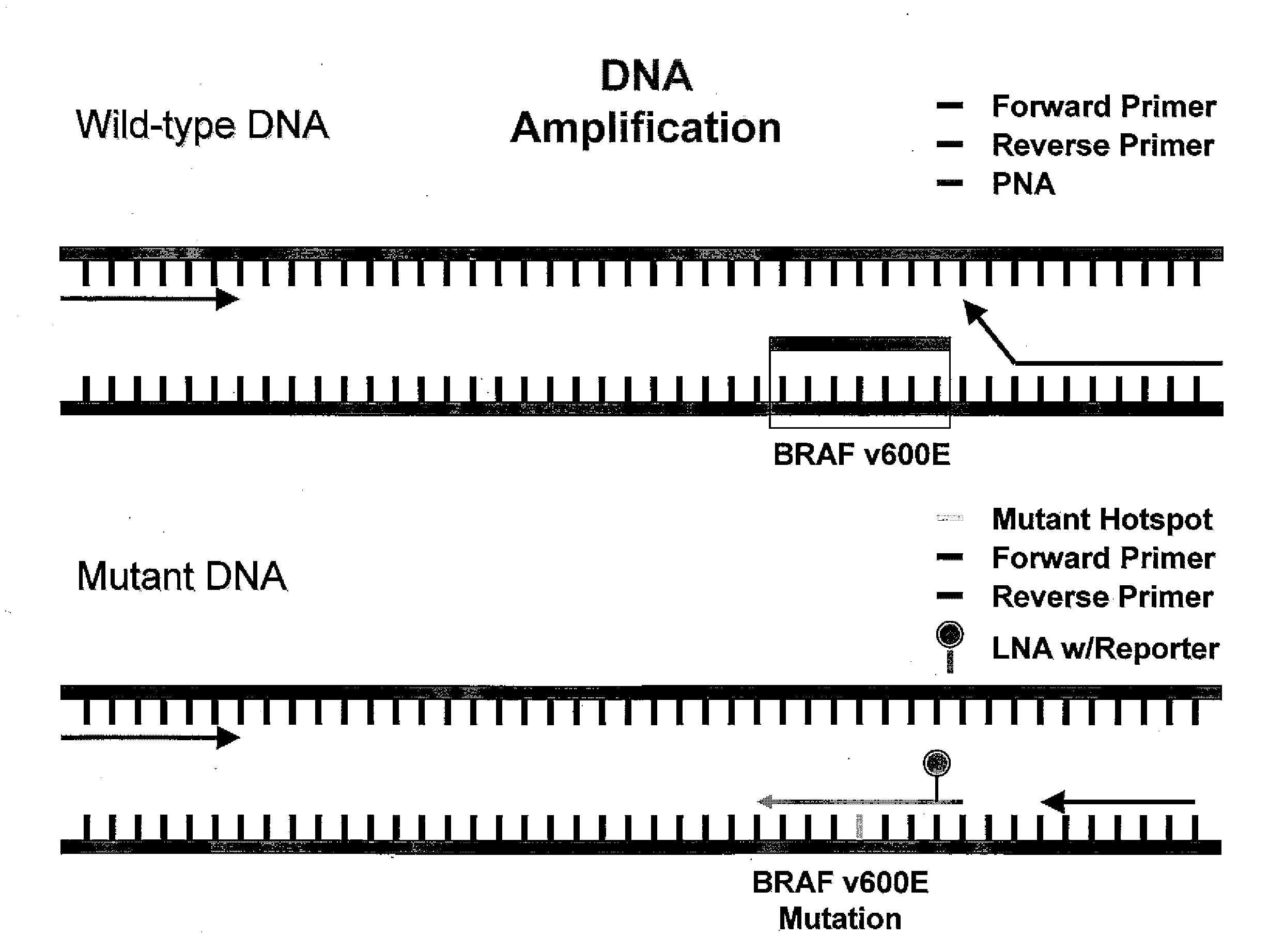 Utility of b-raf DNA mutation in diagnosis and treatment of cancer