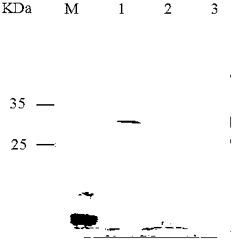 Grass carp reovirus S11 gene eukaryotic expression recombinant plasmid preparation method and application thereof in serving as nucleic acid vaccine