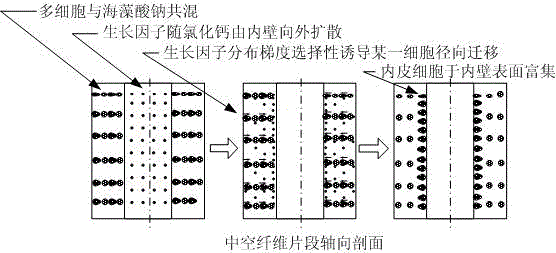 One-stop preparation method of vascularized life structure